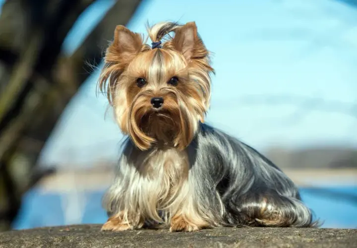 Uroczy york terrier duży, z kokardką na głowie, siedzi na kamieniu na tle błękitnego nieba i drzew.