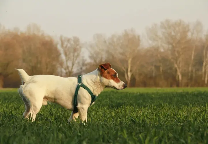 Szczeniak Jack Russell Terrier w zielonej obroży na łące. Zastanawiasz się, ile powinien jeść?