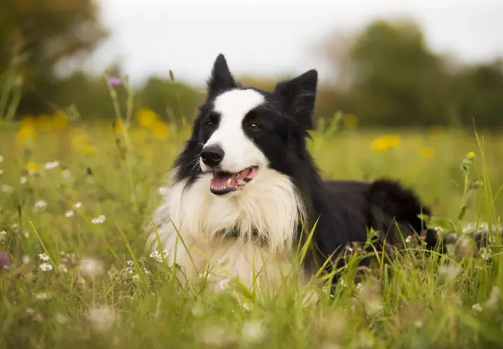 Border collie wzrost. Pies leży na łące pełnej kwiatów, z pyszczkiem lekko uchylonym.