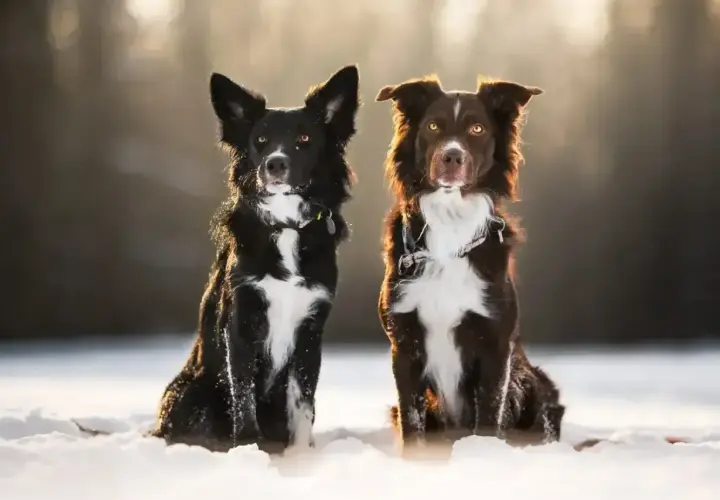 Dwa urocze psy rasy border collie, jakby miniaturka, siedzą w śniegu. Jeden czarny, drugi brązowy, z białymi znaczeniami.
