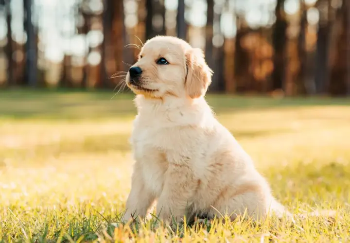 Uroczy szczeniak golden retriever siedzi na trawie. Zastanawiasz się, co może jeść szczeniak oprócz karmy?