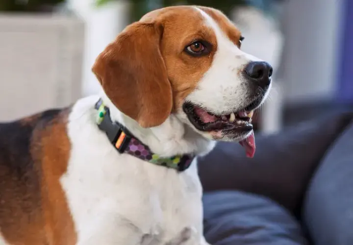 Radosny beagle, jeden z najzdrowszych ras psów, z językiem na wierzchu, siedzi na kanapie.