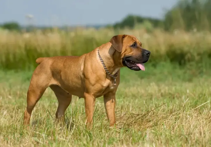 Duży brązowy pies rasy boerboel stoi na łące, dysząc z językiem na zewnątrz.