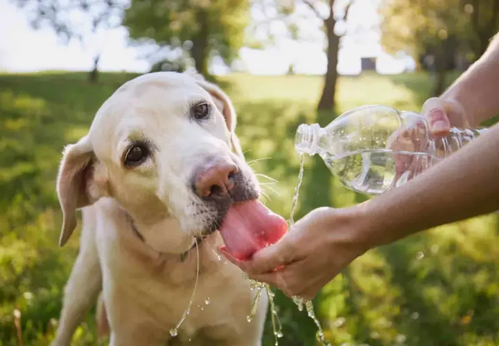 Labrador pije wodę z dłoni, by zapobiec udarowi cieplnemu u psa. Gorący dzień, pies jest spragniony.