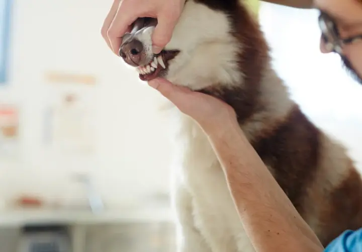 Weterynarz bada zęby i blade błony śluzowe u psa rasy husky.