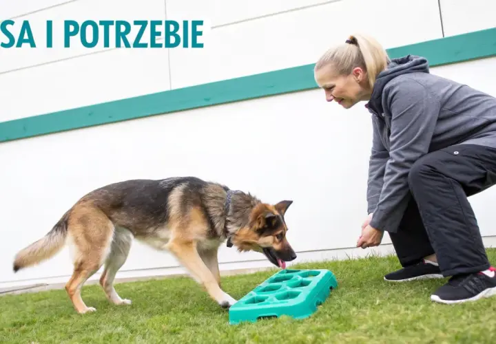 Trening z psem na trawniku, by nauczyć go, co zrobić, żeby pies nie piszczał, gdy jest sam. Pies interesuje się zieloną zabawką.