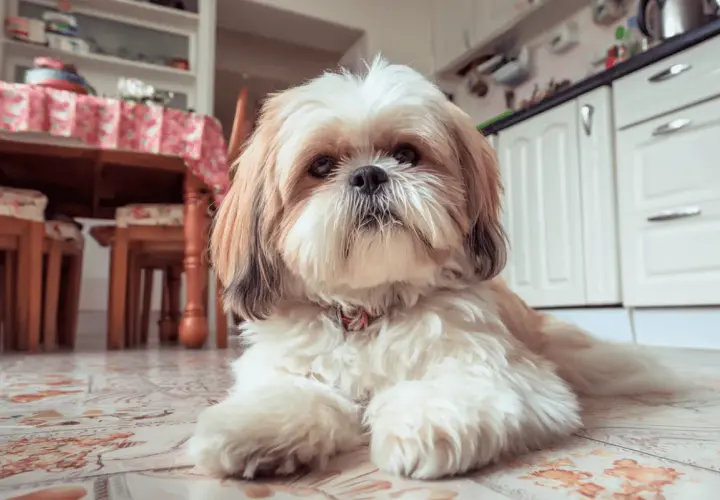 Słodki shih tzu leży na podłodze, przypominając o tym, czego nie może jeść shih tzu, np. czekolady czy winogron.