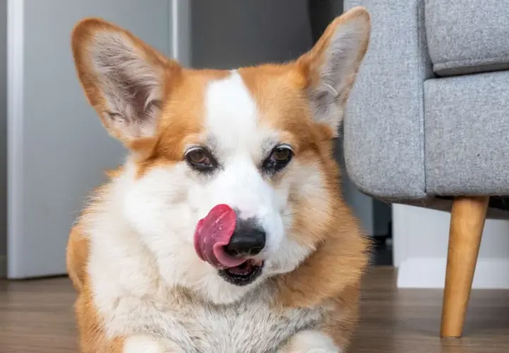 Uroczy corgi liże podłogę, szukając resztek smakołyków. Jego język wystaje, a oczy błyszczą.