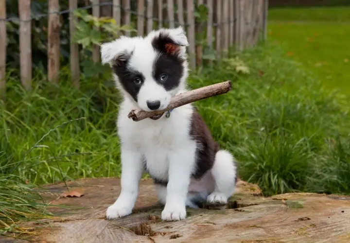 Uroczy szczeniak border collie mieszaniec z patykiem w pysku siedzi na pniu drzewa.