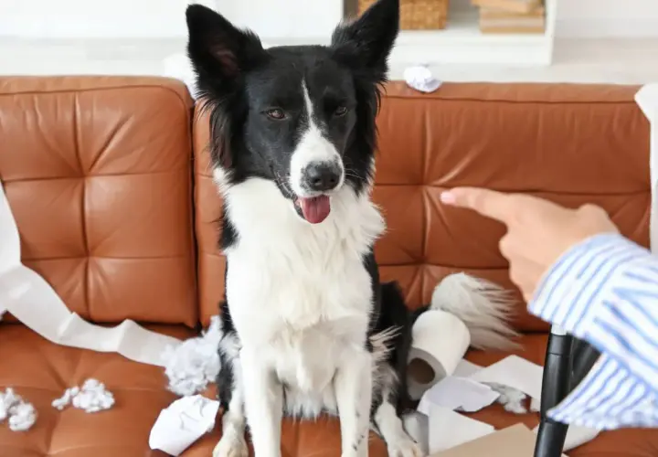 Pies siedzi na kanapie wśród porozrzucanego papieru toaletowego. Czy husky szczeka? Nie, ten pies wygląda na niewinnego.