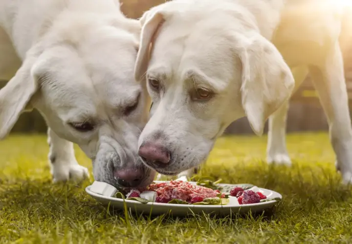 Dwa labradory jedzą z talerza. Zastanawiasz się, ile powinien jeść dorosły labrador?