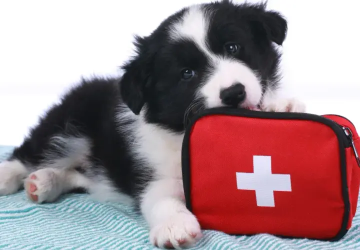 Szczeniak rasy border collie leży obok czerwonej apteczki z białym krzyżem. Wygląda, jakby był gotowy na nagłą śmierć psa, ale ma nadzieję na ratunek.