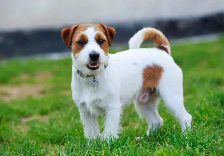 Uroczy jack russell terrier długowłosy z brązowymi łatkami na białej sierści, stoi na zielonej trawie.