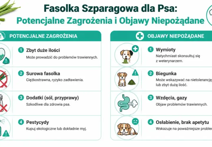 Czy pies może jeść fasolkę szparagową? Infografika ostrzega przed zagrożeniami: zbyt duża ilość, surowa fasolka, dodatki, pestycydy. Objawy niepożądane: wymioty, biegunka, gazy, osłabienie.