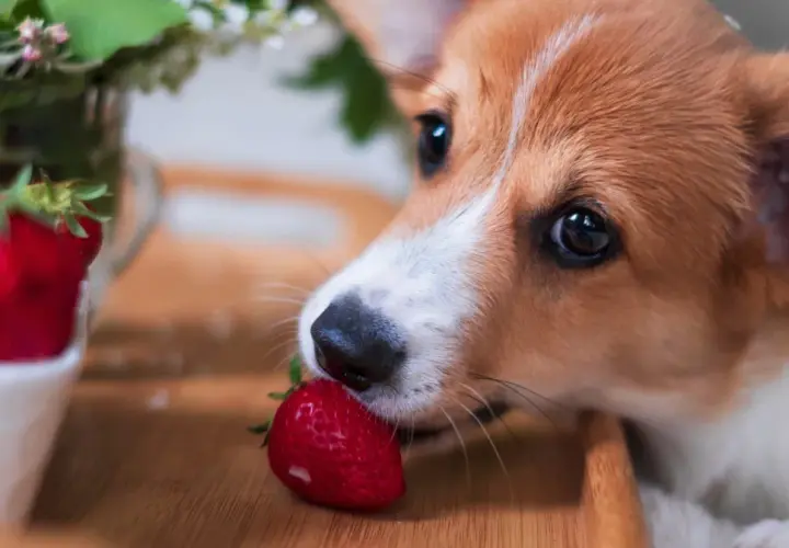 Corgi szczeniak delikatnie gryzie truskawkę, zastanawiając się, czy pies może jeść truskawki.