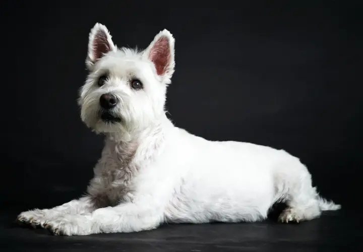 Uroczy west highland white terrier leży na ciemnym tle, z uwagą patrząc w bok.