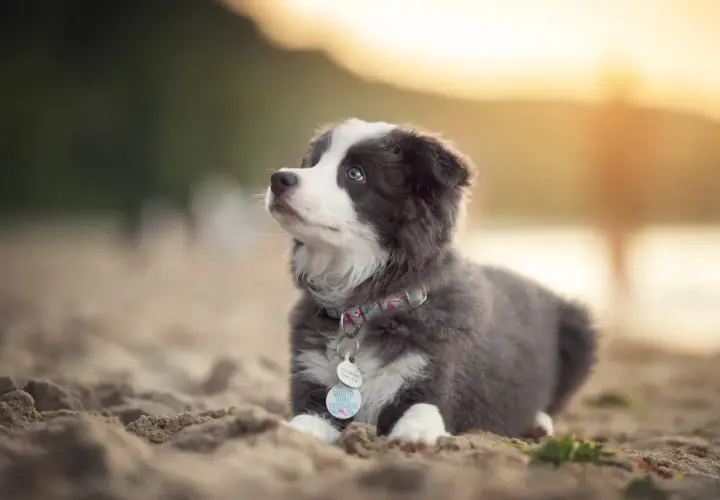 Uroczy, 2 miesięczny szczeniak rasy Border Collie leży na piasku, wpatrując się w zachodzące słońce.