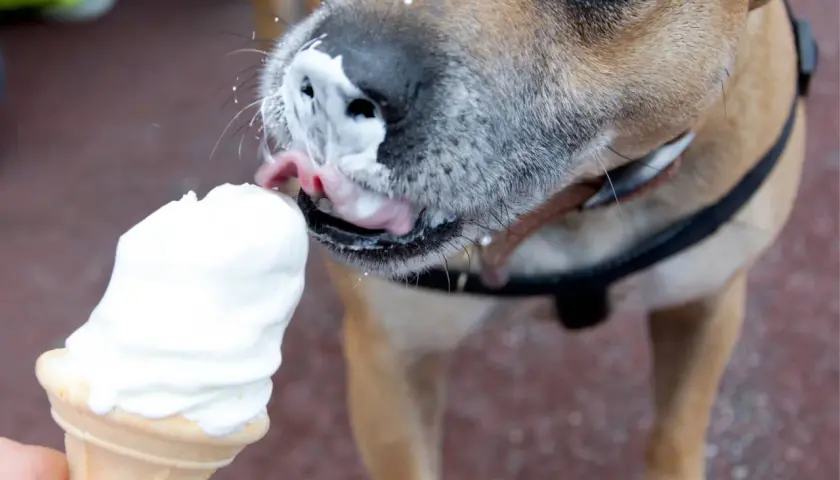 Czy pies może jeść lody? Ten piesek z pewnością się zajada! Wylizuje pyszne lody z wafelka, a jego pyszczek jest cały w śmietance.