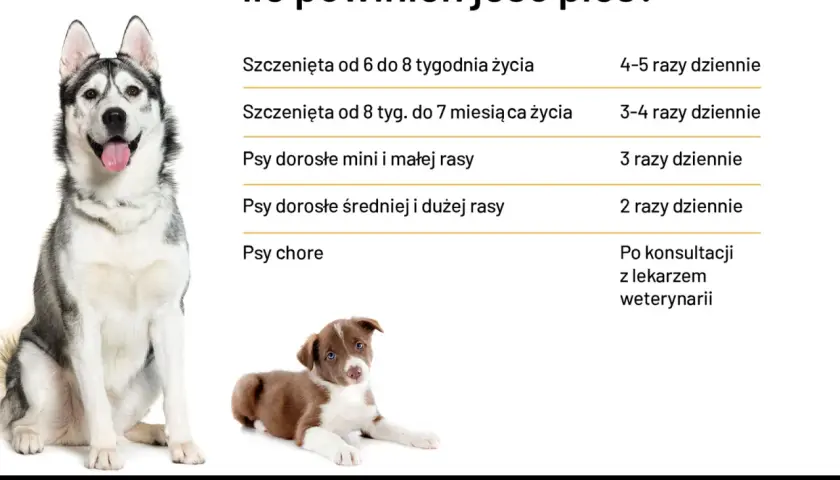 Ile razy dziennie karmić psa? Tabela podpowiada: szczenięta 4-5 razy, dorosłe 2-3 razy, chore po konsultacji z weterynarzem.