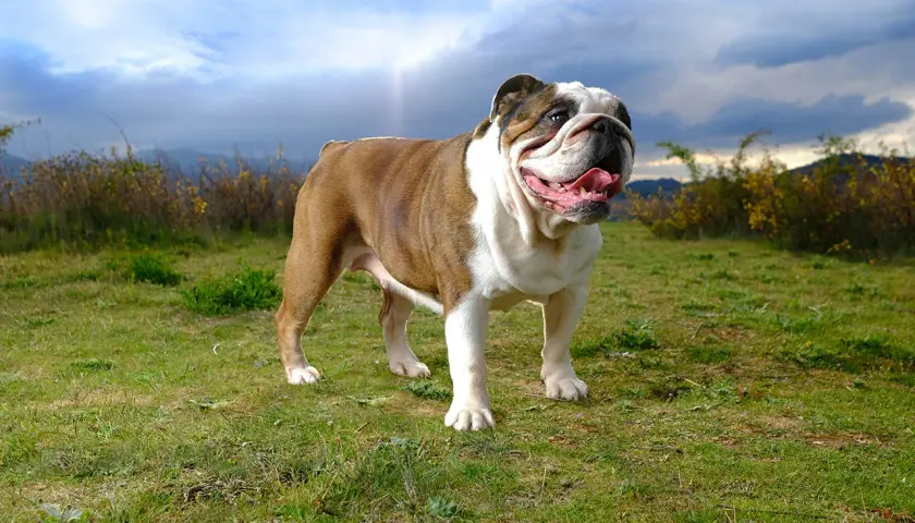 Buldog angielski, którego waga jest imponująca, stoi na trawie pod pochmurnym niebem.