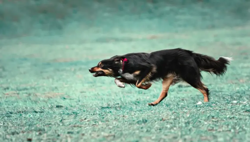 Czarny pies z rudymi znaczeniami w szaleńczym biegu, doświadczający **zoomies u psa**. Wesołe szaleństwo na zielonej trawie.