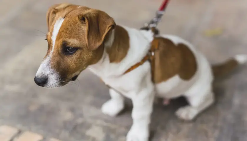 Mały Jack Russell Terrier na smyczy, zastanawia się jaka smycz dla szczeniaka będzie najlepsza.