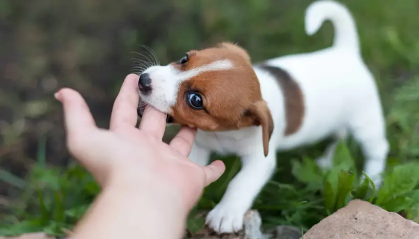 Uroczy szczeniak Jack Russell Teriera gryzie palec, co jest typowym zachowaniem, gdy uczymy go, jak oduczyć szczeniaka gryzienia.