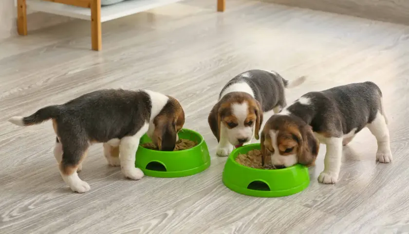 Trzy urocze szczenięta beagle, każdy w wieku około 3 miesięcy, zajadają się karmą z zielonych misek.