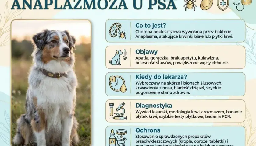 Anaplazmoza u psa: objawy, diagnostyka i ochrona przed chorobą przenoszoną przez kleszcze. Zdjęcie przedstawia psa rasy Australian Shepherd.