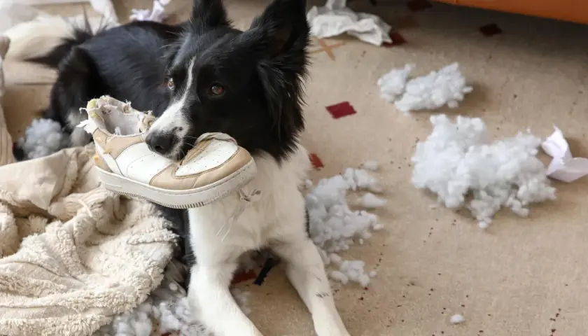 Pies rasy border collie z butem w pysku, otoczony kłębkami wypełnienia. Wygląda na to, że lęk separacyjny u psa doprowadził do zniszczenia poduszki.