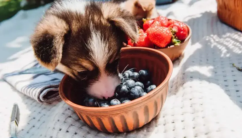 Uroczy szczeniak corgi bada miseczkę z jagodami, zastanawiając się, czy pies może jagody. Obok miska z truskawkami.