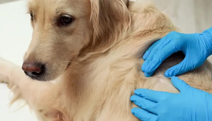 Weterynarz bada łagodnego golden retrievera, sprawdzając guzek pod sierścią, który może być tłuszczakiem u psa.