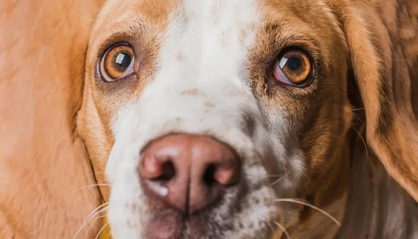 Zbliżenie na pysk psa rasy beagle. Widać jego brązowe oczy, które lekko ropieją, oraz wilgotny nos.