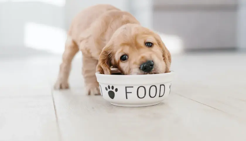 Uroczy, 3 tygodniowy szczeniak z nosem w misce z napisem "FOOD".