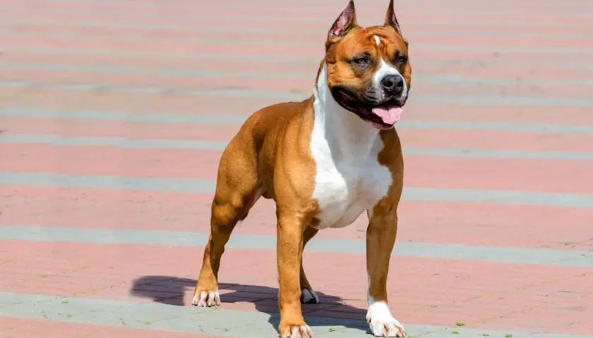 Silny, rudy staffordshire bull terrier z białymi znaczeniami, stoi na chodniku, dysząc z otwartym pyskiem.
