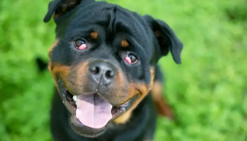 Rottweiler z zaczerwienionym, spuchniętym okiem, patrzący w obiektyw z otwartym pyskiem.
