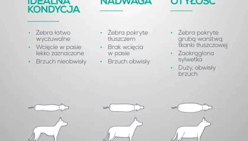 Jak odchudzić psa? Porównanie sylwetek: idealna kondycja, nadwaga, otyłość. Wskazówki dotyczące oceny budowy ciała psa.