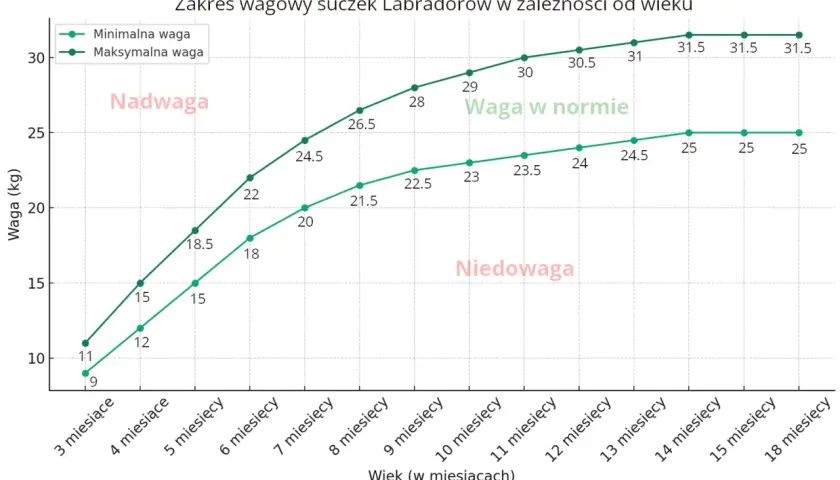 Wykres pokazuje zakres wagowy suczek labradorów. Labrador 3 miesiące waży 9-11 kg.