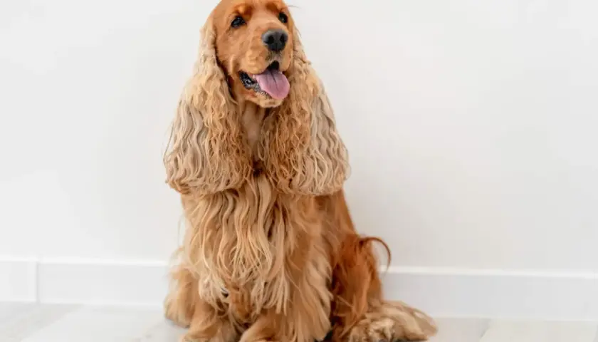 Uroczy, rudy cocker spaniel siedzi na jasnej podłodze. Jego długie, falujące uszy opadają na boki, a język wystaje z pyska. To piękny przykład tej rasy.