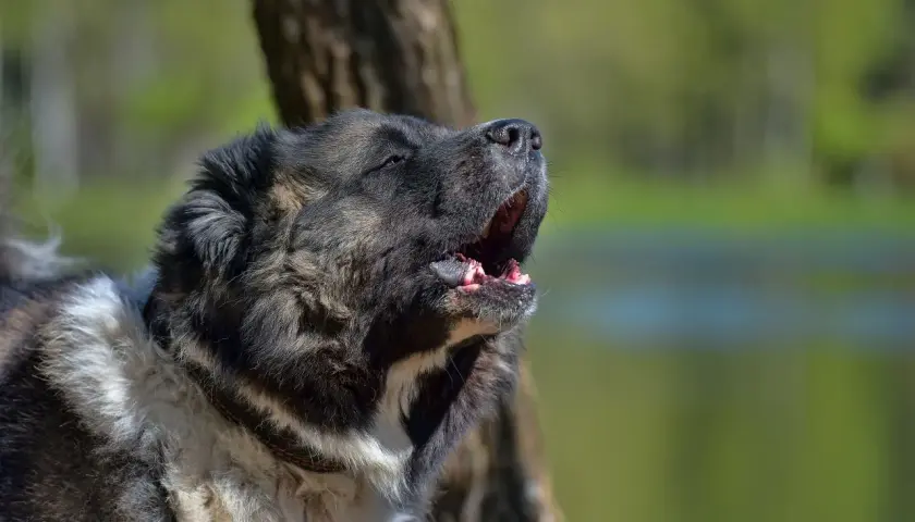 Duży, kudłaty pies szczeka, jakby chciał wyjaśnić, dlaczego pies szczeka.