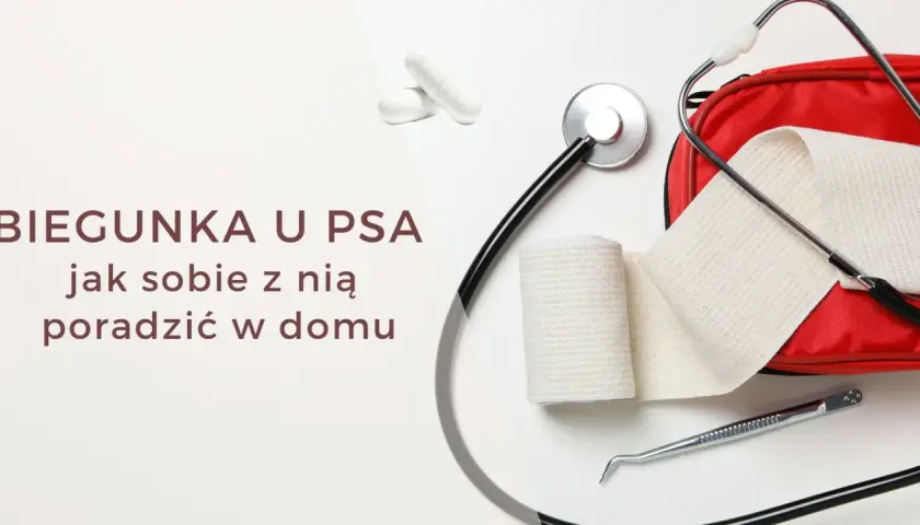 Biegunka u psa po zmianie karmy może trwać kilka dni. Na zdjęciu stetoskop, bandaże i apteczka.