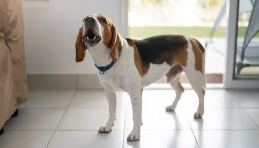 Beagle z otwartym pyskiem, kiedy szczeniak zaczyna szczekać, stoi na kafelkach.