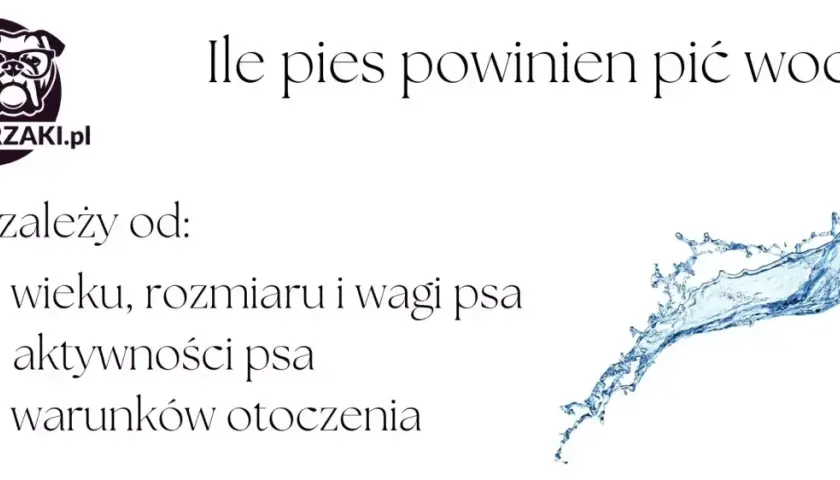 Ile wody powinien pić pies? To zależy od wieku, rozmiaru, wagi, aktywności i warunków otoczenia.