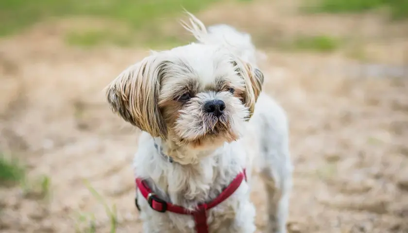 Shih tzu w czerwonej obroży, zastanawia się, czy pies może jeść biały ser.
