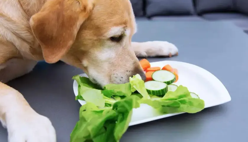 Labrador wącha talerz z sałatą, ogórkiem i marchewką, zastanawiając się, czy pies może jeść sałatę.