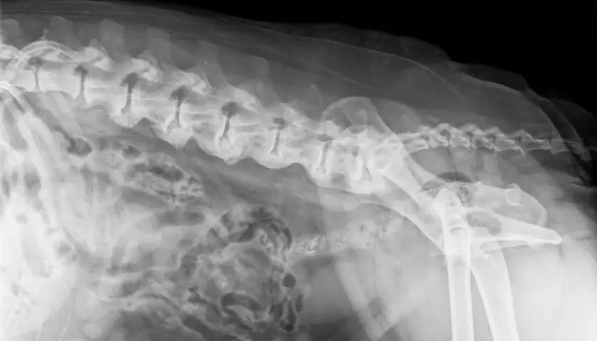 RTG kręgosłupa psa z widocznymi zmianami zwyrodnieniowymi, wskazującymi na spondylozę. Widoczne są osteofity na trzonach kręgów.