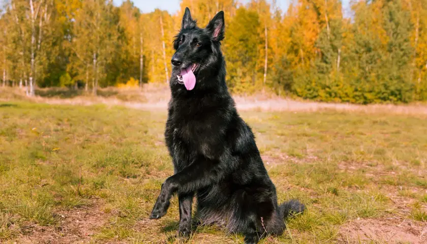Czarny owczarek belgijski groenendael siedzi na trawie, z podniesioną łapą i wystawionym językiem, na tle jesiennego lasu.