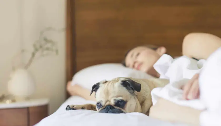 Mops leży obok śpiącej kobiety, jego oczy są szeroko otwarte. Czyżby to dziwne zachowanie psa w nocy?