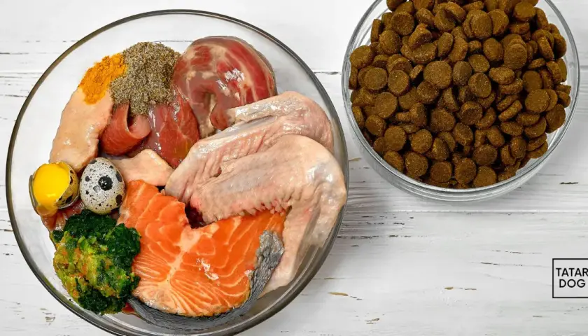 Miski z karmą suchą i domowym jedzeniem dla psa: mięso, ryba, jajka, brokuły. Dowiedz się, jak karmić psa domowym jedzeniem.