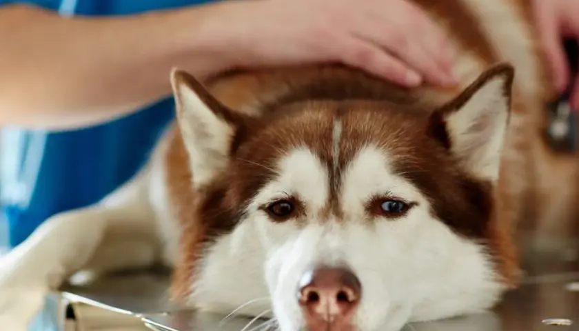 Husky leży na stole weterynaryjnym, weterynarz bada go, być może z powodu wnętrostwa u psa.